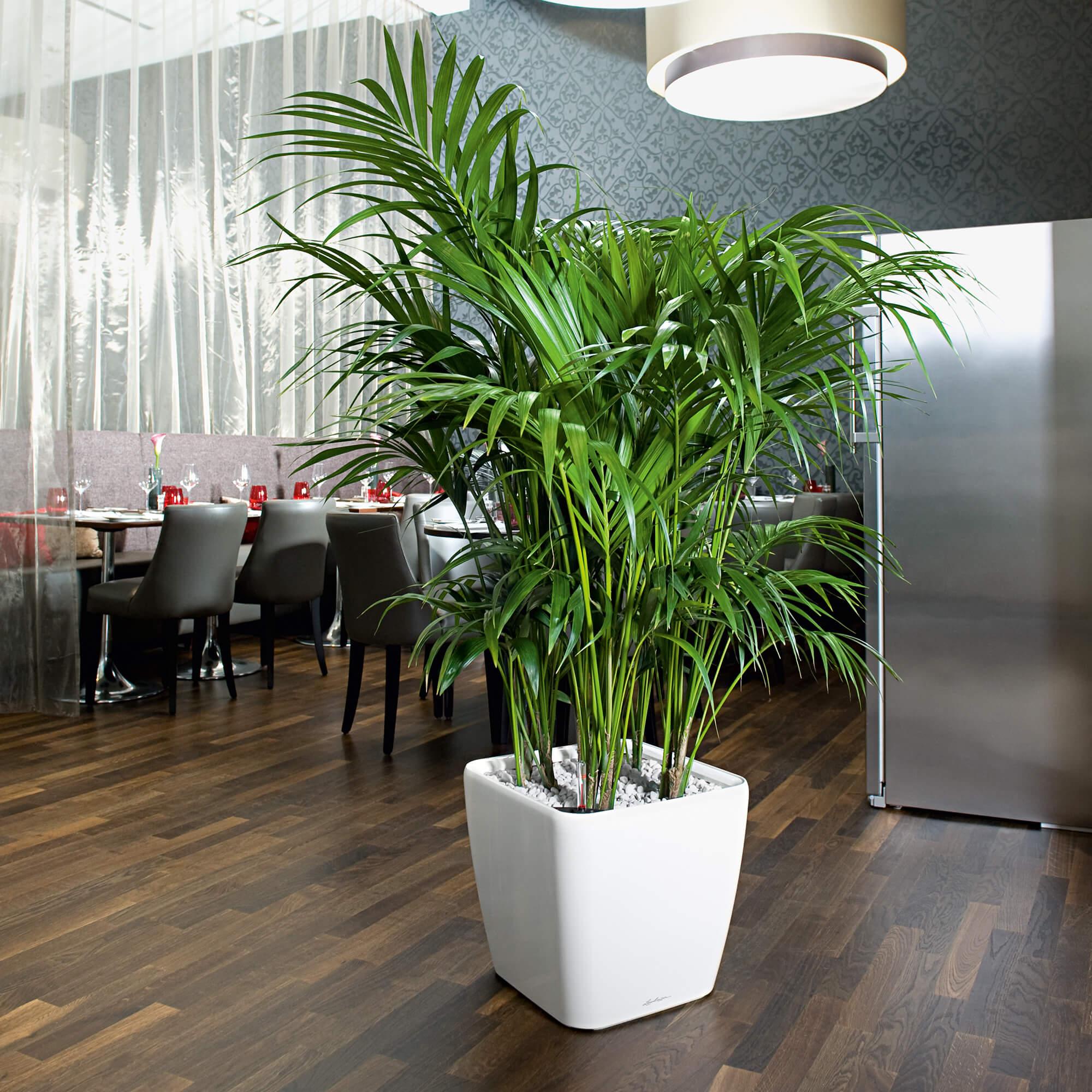 le_quadro-ls43_product_addi_01